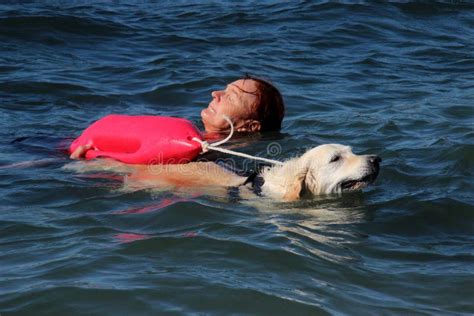 Rescue at sea with dogs editorial stock image. Image of help - 78024029