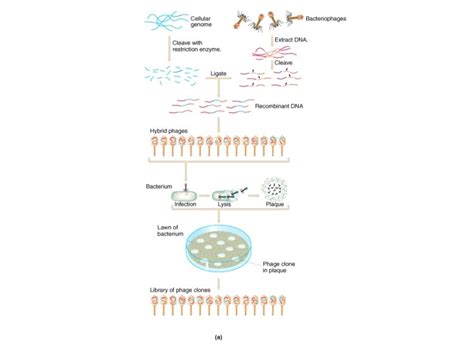 Mapping The Human Genome Genetic Mapping Physical Mapping