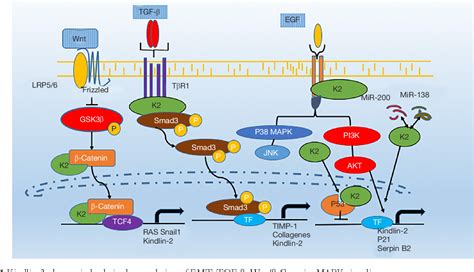 Figure From Role Of Kindlin In Cancer Progression And Metastasis