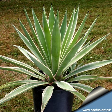 Agave Angustifolia Marginata Variegata