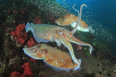 Cuttlefish VS Squid What S The Difference Facts Net