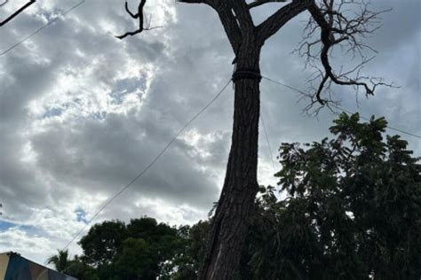 S Mbolo Cultural E Hist Rico Da Cidade P De Cedro Morre Em Coxim