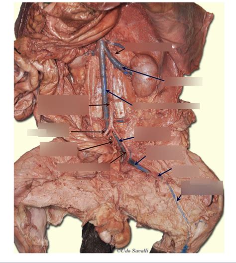 Cat Dissection Diagram Quizlet