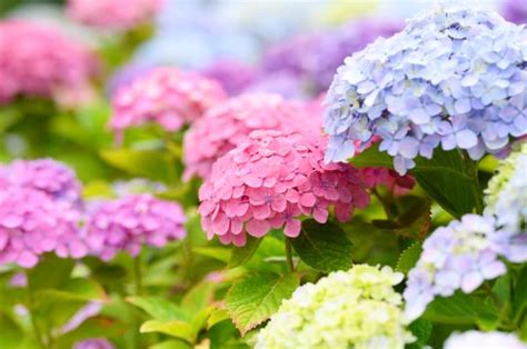 紫陽花の花言葉の秘密を大公開！色別の違いや枯れた紫陽花が人気の理由も教えます