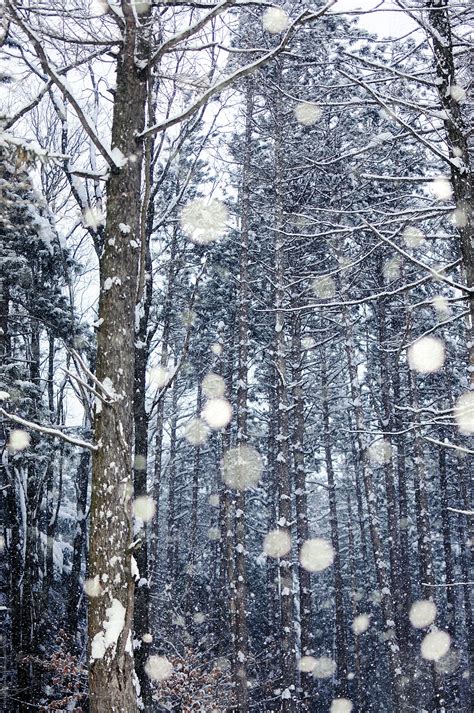 "Trees And Snow In A Forest" by Stocksy Contributor "Chelsea Victoria ...