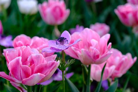 fleurs