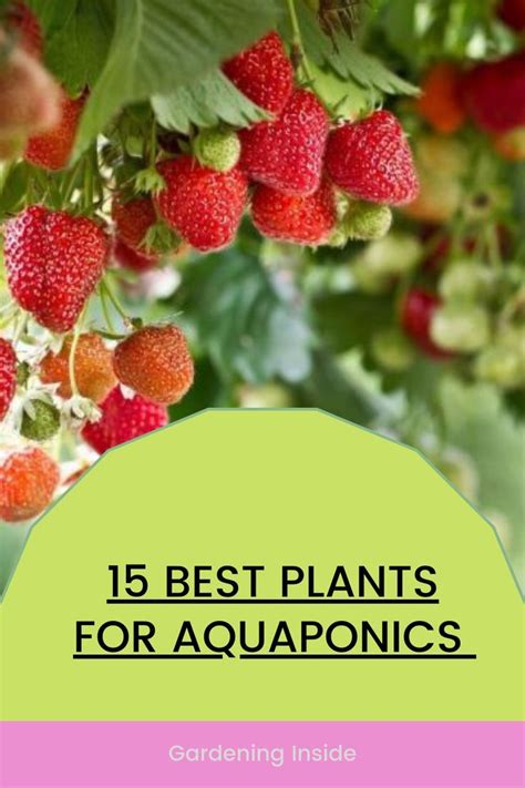 15 Best Plants For Aquaponics Most Profitable Choices