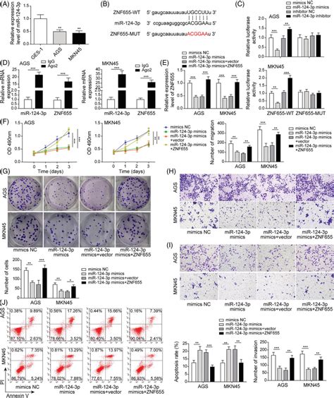 Mir P Mediated Gastric Cancer Gc Cell Viability Proliferation