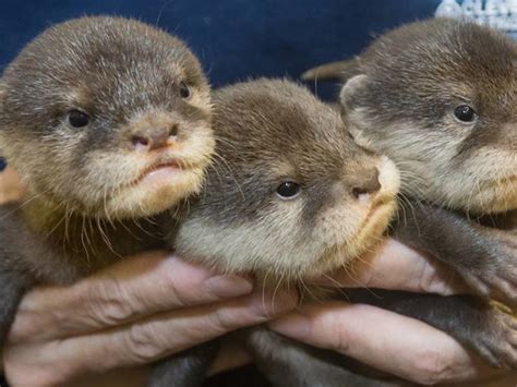 Otter Pups Now Playing With Moving Water At Cleveland Zoo | Cleveland ...