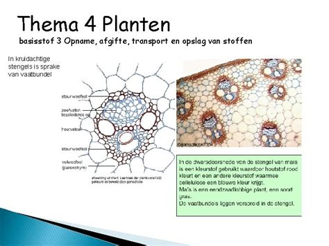 Thema Planten Basisstof Geslachtelijke Voortplanting Thema