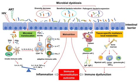 Gut Microbiota And Immune System