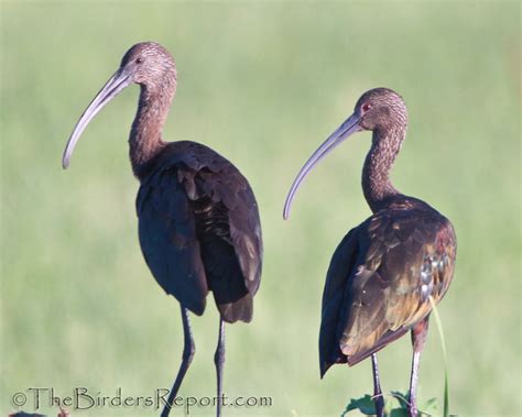 White Faced Ibis Juvenile And Adult Larry Jordan Flickr