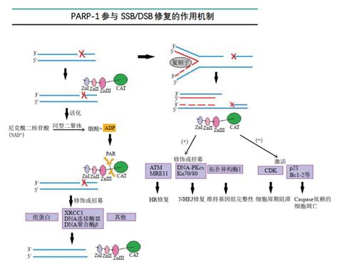 卵巢癌治疗进入全新模式！parp抑制剂及其作用机理parpdna损伤抑制剂修复 健康界