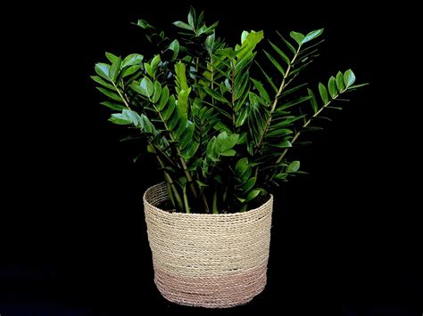 Zamioculcas Zamiifolia Zz By Gazebo Gardens