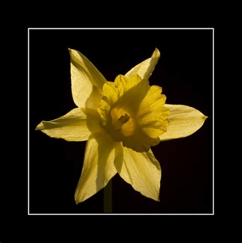 Trumpeting Spring Lenka Flickr