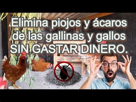 Piojos En Gallinas S Ntomas Y Eliminaci N Efectiva Mascotas Domesticas