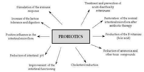 Probiotic Beneficial Effects On Human Health 28 29 Download