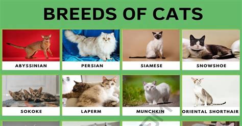 Cat Breeds Cute Types Of Cats In The World Esl In Cat