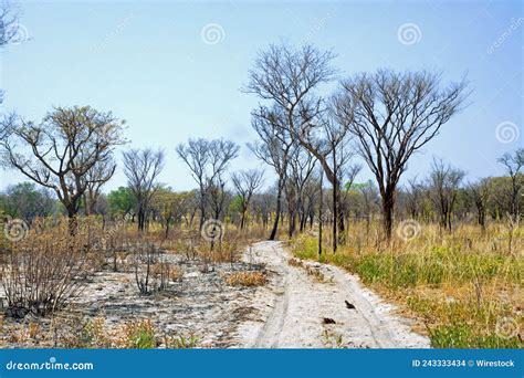 Namibian Savanna After The Fire Stock Photo Image Of Bush Savanna