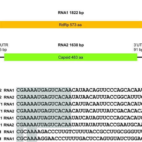 Schematic Representation Of The Genomic Organization Of The Novel