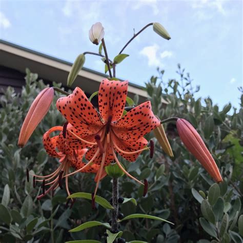 Lilium Lancifolium Flore Pleno Syn Lilium Tigrinum Flore Pleno