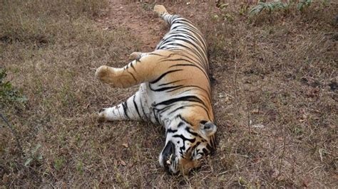 Panna Tiger Reserve पन्ना टाइगर रिजर्व में करंट लगाकर बाघ और लकड़बग्घा का शिकार Panna Tiger