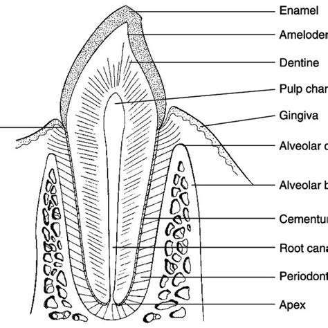 Tooth Development A Bud Stage B Cap Stage C Bell Stage D