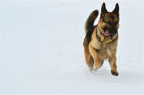 Working Dogs Breeds, Dog Breeds, German Shepherd Wallpaper, Schaefer ...