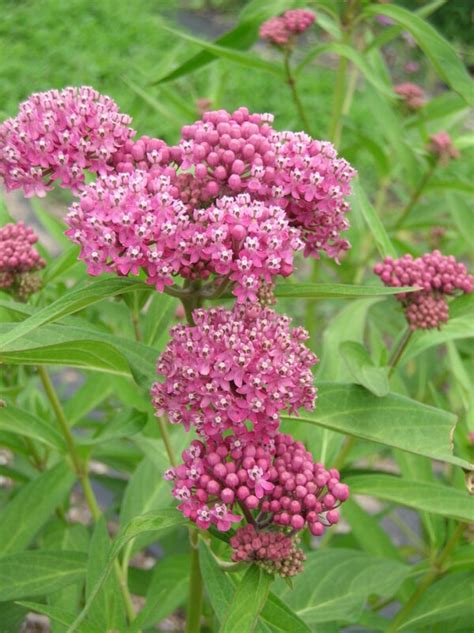 Asclepias Incarnata Swamp Milkweed Z 3 9 Heritage Flower Farm