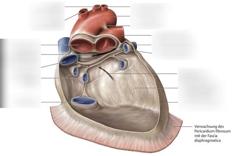 Schaubild Herzbeutel Aufbau Quizlet