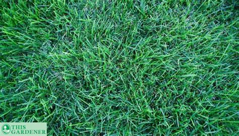 Kentucky Bluegrass Vs Tall Fescue 5 Main Differences Pros And Cons