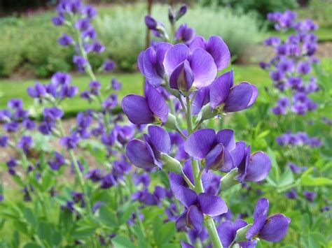 False Indigo, Blue - Campbells Nursery