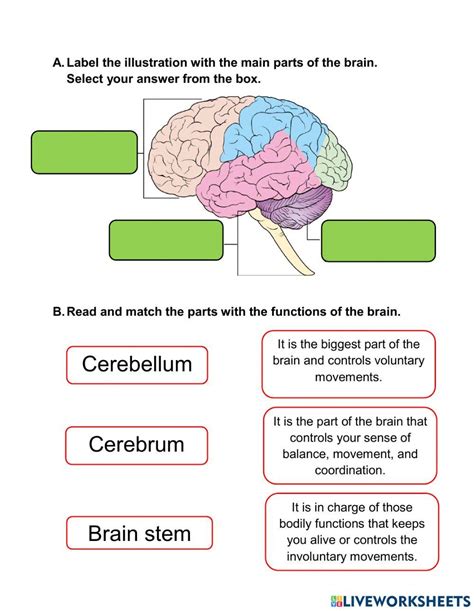 Free Parts Of The Brain Worksheet Answers Download Free Parts Of The Brain Worksheet Answers