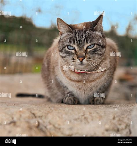 Katzenschnurren Hi Res Stock Photography And Images Alamy