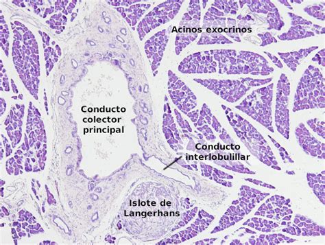 Órganos animales Sistema digestivo Páncreas Atlas de Histología