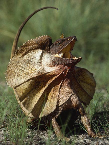 Frilled Lizard (Chlamydosaurus kingii) – Australian Animals