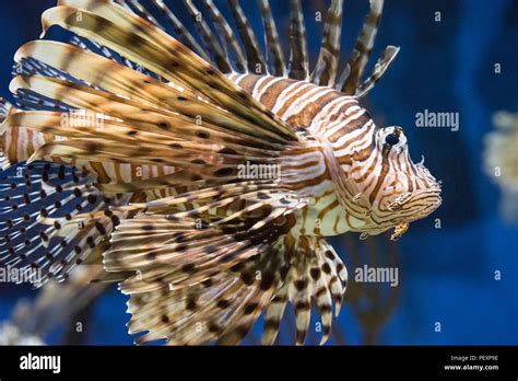 Red Lionfish Pterois Volitans A Beautiful But Venomous Coral Reef