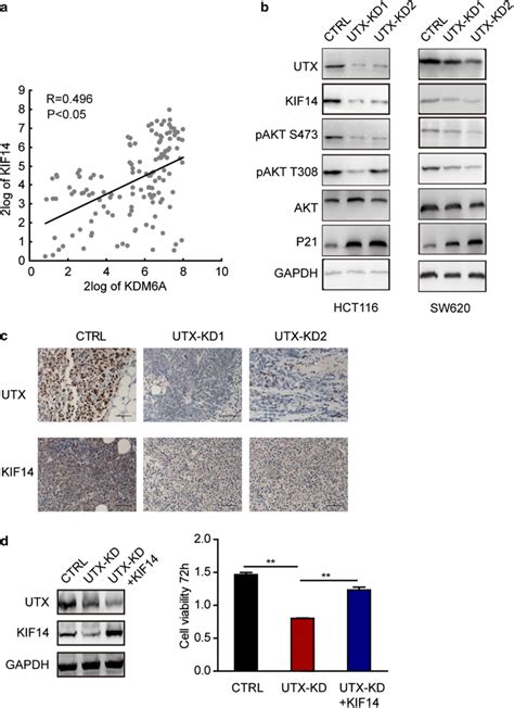 Utx Regulates Atk Activation By Regulating Kif14 In Hct116 And Sw620 Download Scientific