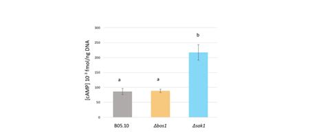 Intracellular concentration of cAMP in signal transduction mutants and ... 