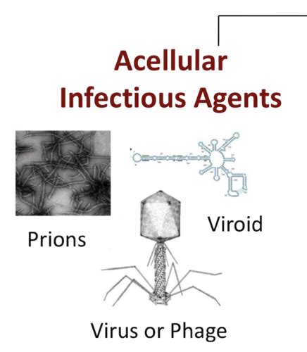 Lec Acellular Microbes Flashcards Quizlet