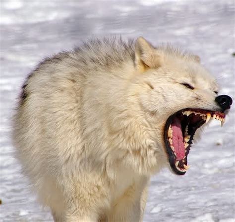 White Wolf 10 Pictures Of Growling Wolves That Will Awaken Your Alpha