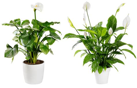 9 Incredible Peace Lily Benefits That Make Your Jaw Drop