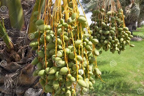 Dates Growing On Trees Stock Image Image Of Nutrition 14582927