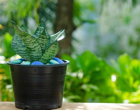 How To Grow And Care For Snake Plants Indoors