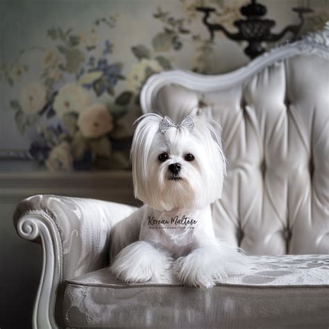 Our Maltese – Korean Maltese