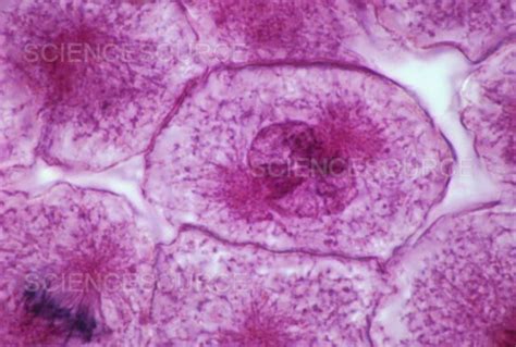 Photograph Cell In Early Prophase Stage Of Mitosi Science Source Images