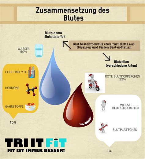 Blut Diagram Quizlet