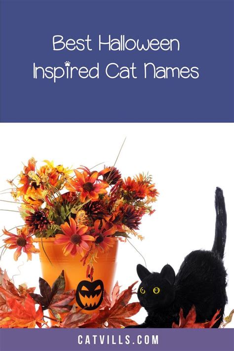 Halloween Cat Names For Male And Female Kitties Halloween Names For