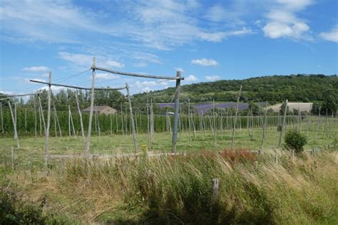 Hop Fields With Lavender Beyond DS Pugh Cc By Sa 2 0 Geograph