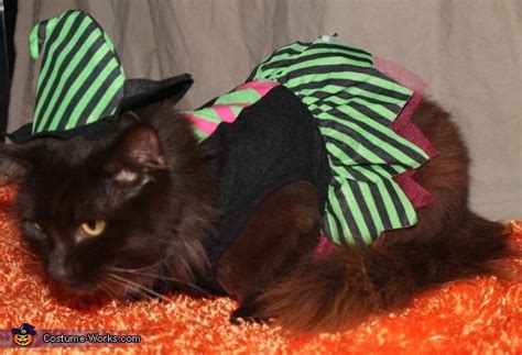 Witch Cat Halloween Costume | Coolest Halloween Costumes